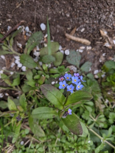 Les myosotis de la forêt — photo 5 sur 11