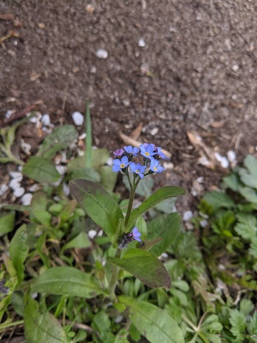 Les myosotis de la forêt — photo 4 sur 11