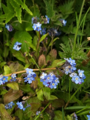 Les myosotis de la forêt — Bild 4