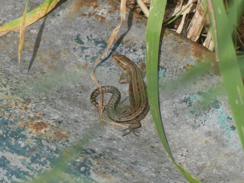 Lézard des forêts — Bild 3