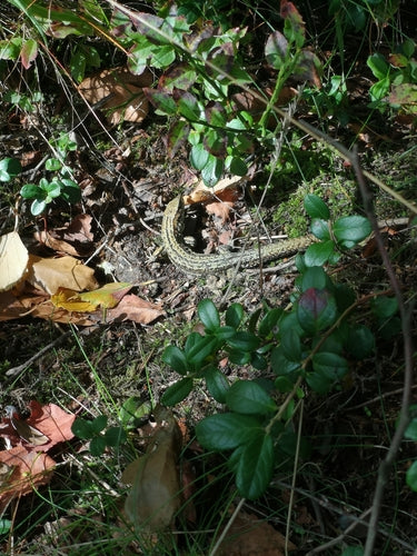 Lézard des forêts — Bild 5