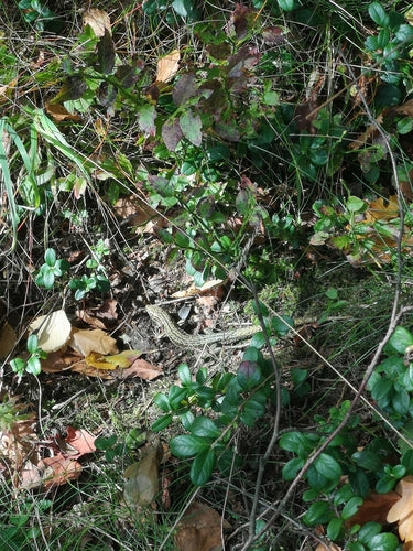 Lézard des forêts — Bild 4