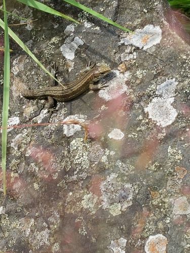 Lézard des forêts — Bild 2