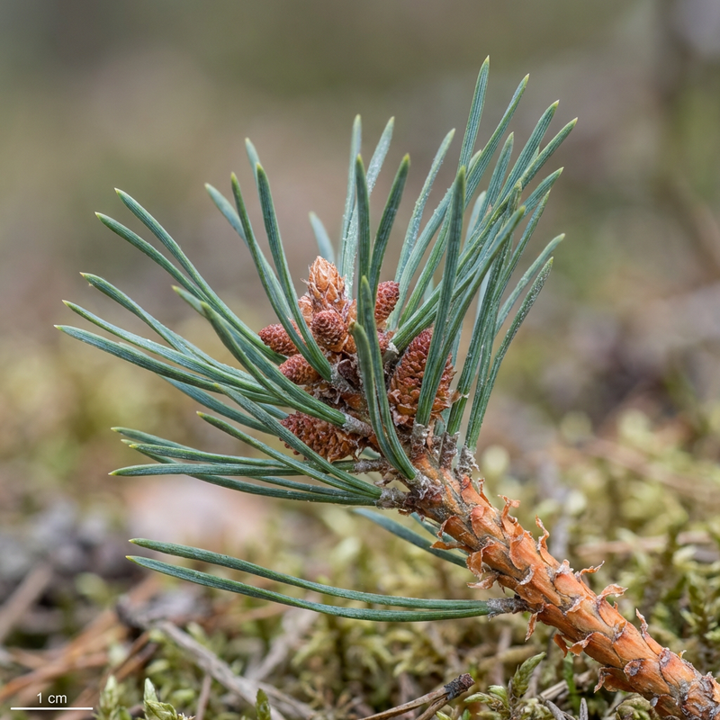 Pin sylvestre