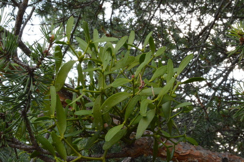 Pin sylvestre — Bild 3