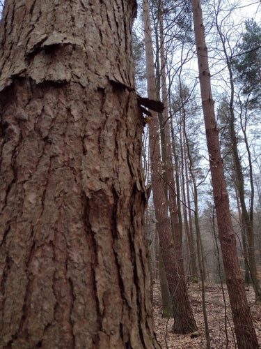 Pin sylvestre — Bild 5