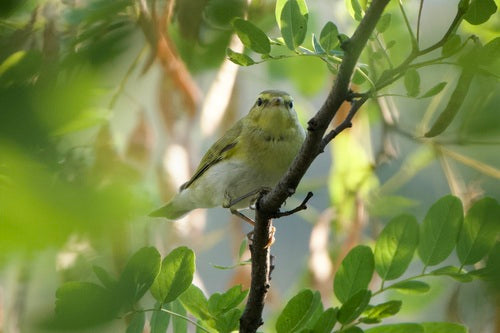 Paruline des bois — photo 5 sur 9