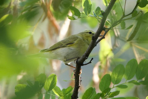 Paruline des bois — photo 4 sur 9