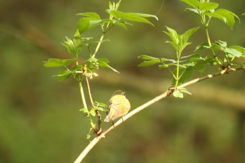 Paruline des bois — photo 3 sur 9