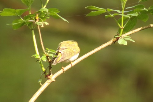 Paruline des bois — photo 2 sur 9