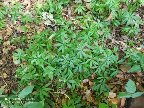 Aspérule des bois — Bild 2