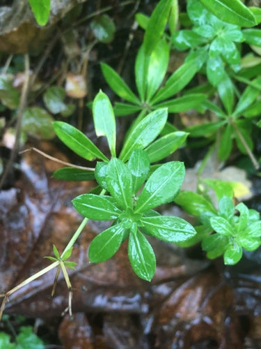 Aspérule des bois — Bild 3