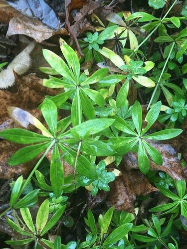 Aspérule des bois — Bild 4
