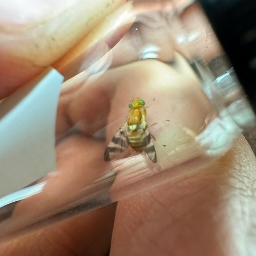 Mouche des fruits de la noix — Bild 5