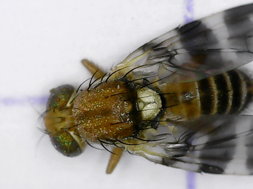 Mouche des fruits de la noix — Bild 1