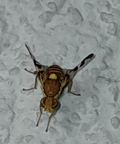 Mouche des fruits de la noix — Bild 3