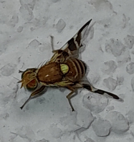Mouche des fruits de la noix — Bild 2