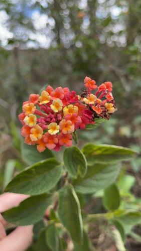 Lantana — Bild 5
