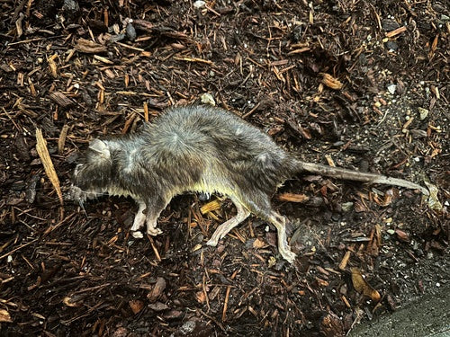 Wanderratte - Bild 7