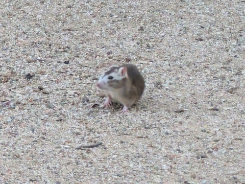 Wanderratte - Bild 5