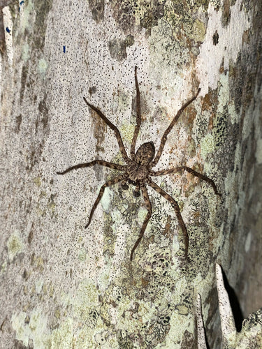 Araignée crabe murale — Bild 5