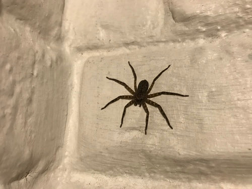 Araignée crabe murale — Bild 4