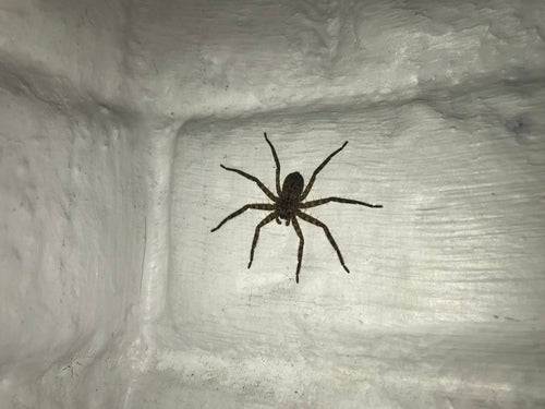 Araignée crabe murale — Bild 3