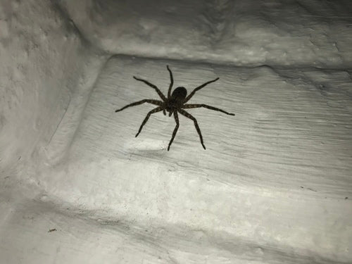 Araignée crabe murale — Bild 2
