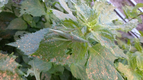 Punaises — Bild 3