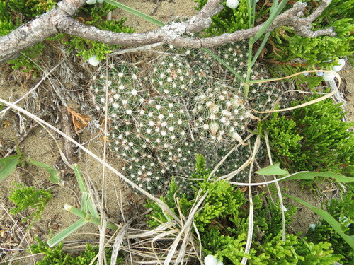 Cactus verruqueux — photo 2 sur 9
