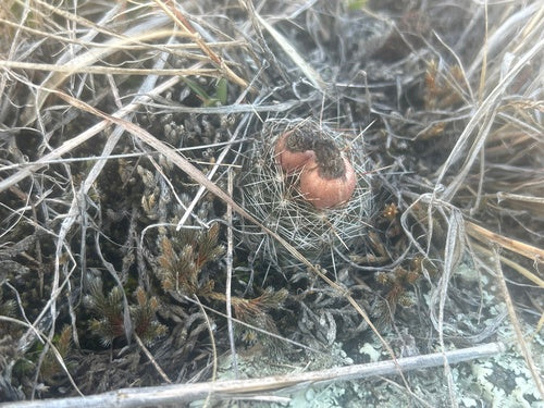 Cactus verruqueux — photo 3 sur 9