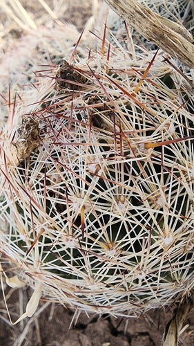 Cactus verruqueux — photo 5 sur 9