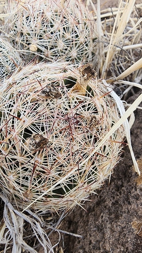 Cactus verruqueux — photo 4 sur 9