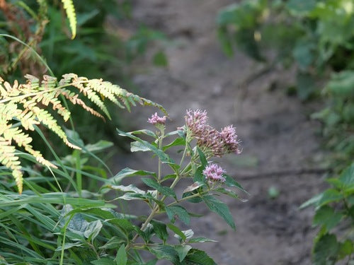 dose d'eau — Bild 4
