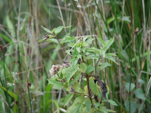 dose d'eau — Bild 5