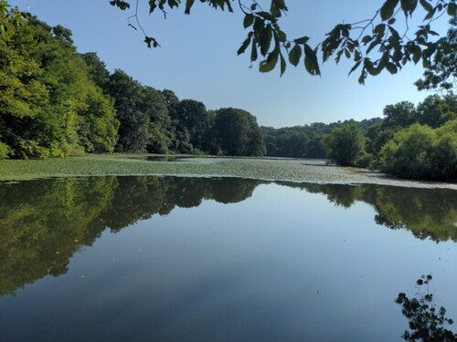 noix d'eau — photo 1 sur 8