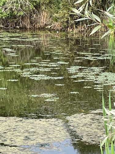noix d'eau — Bild 1
