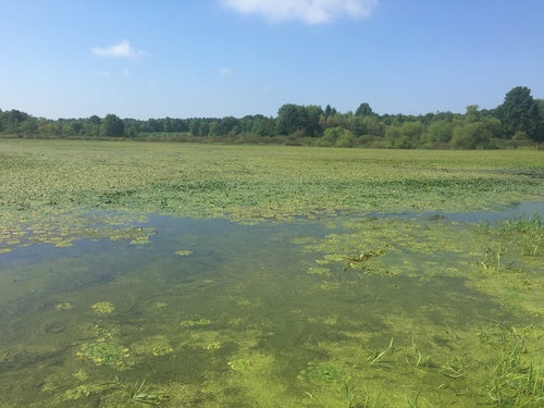 noix d'eau — Bild 5