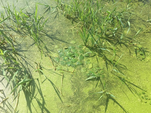 noix d'eau — Bild 4