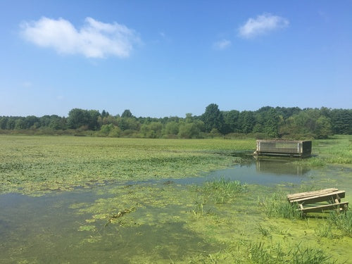 noix d'eau — Bild 3
