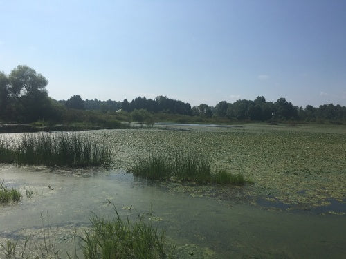 noix d'eau — Bild 2