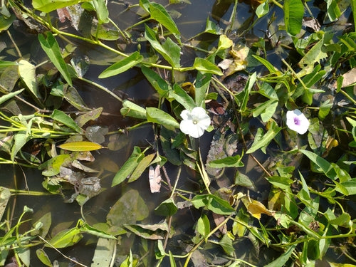 épinards à l'eau — Bild 4
