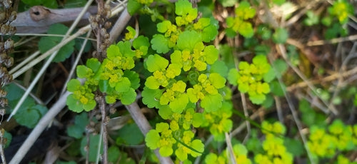 Spleenwort à feuilles alternes — Bild 2