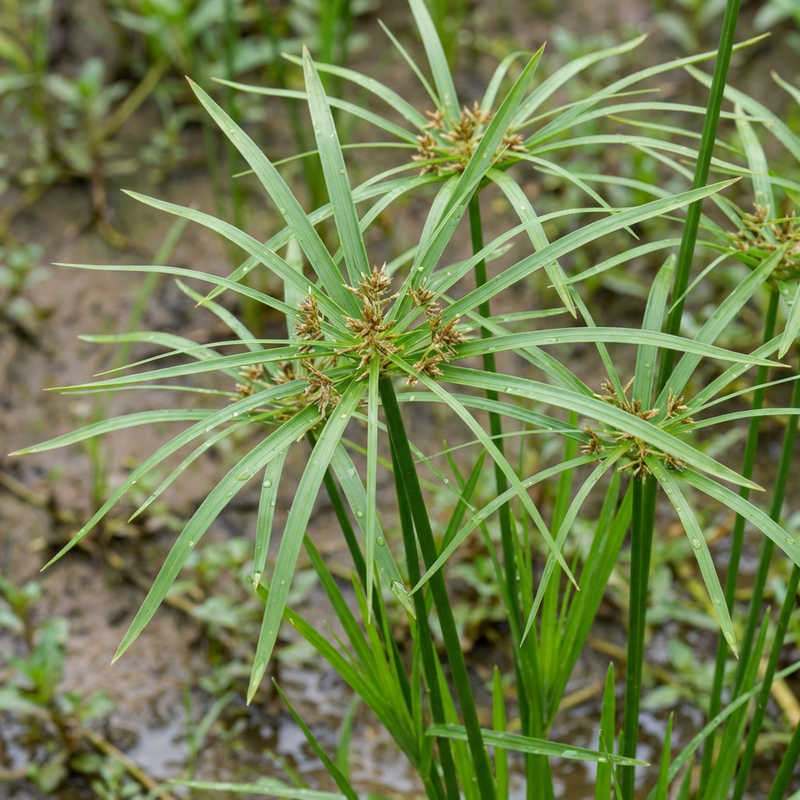 Herbe de Chypre à feuilles alternes