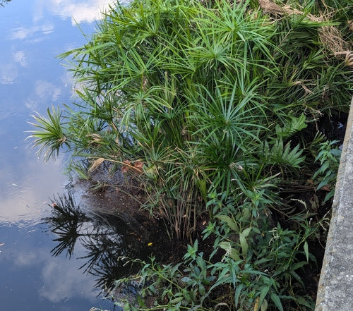 Herbe de Chypre à feuilles alternes — Bild 5