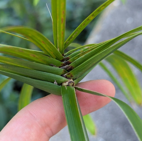 Herbe de Chypre à feuilles alternes — Bild 4