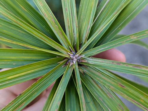 Herbe de Chypre à feuilles alternes — Bild 3