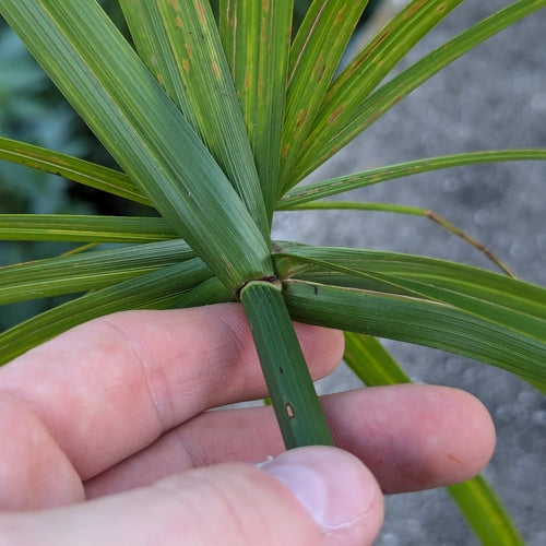 Herbe de Chypre à feuilles alternes — Bild 2