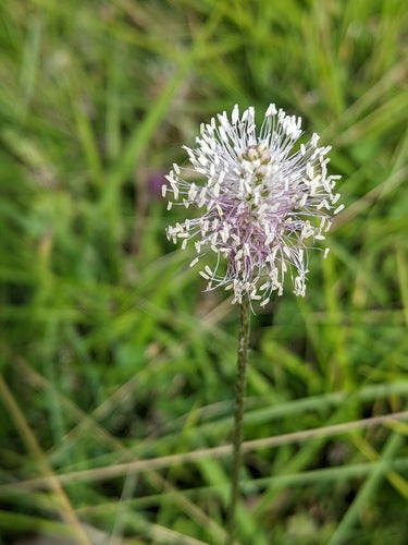 Plantain — Bild 2