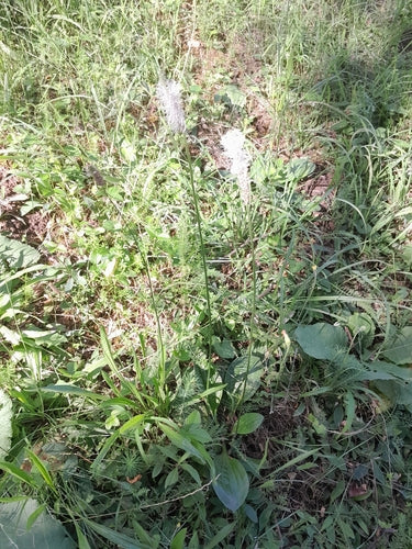 Plantain — Bild 4
